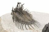Nice Spiny Comura Trilobite With Morocops #214403-4